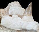 Mosasaur (Eremiasaurus) Jaw Section In Matrix #35093-1
